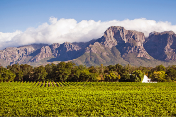 stellenbosch-gallery-600x400